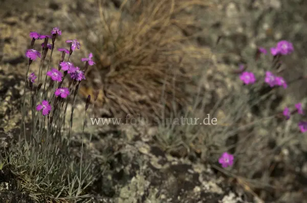 Fokus-Natur Bild