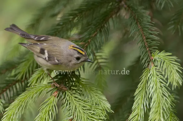 Fokus-Natur Bild