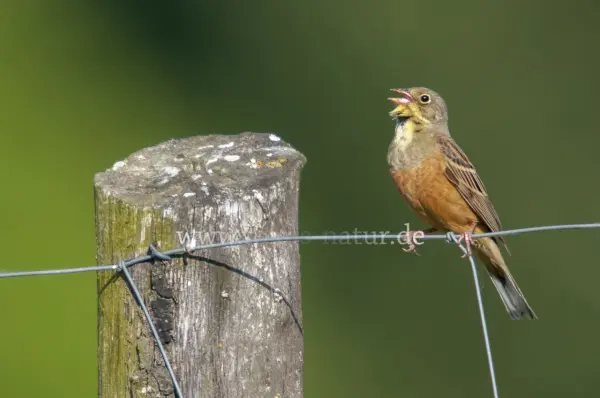 Fokus-Natur Bild