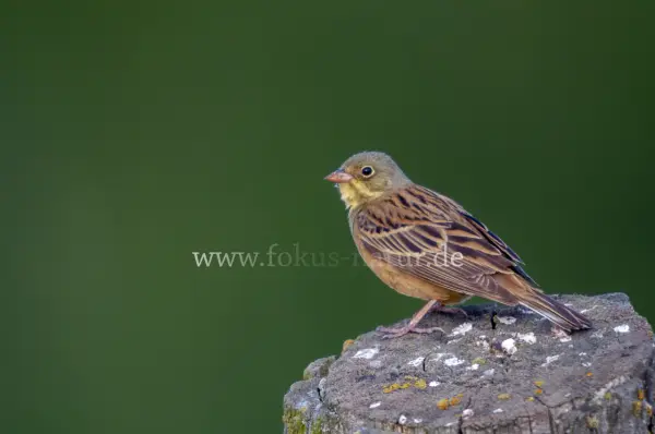 Fokus-Natur Bild