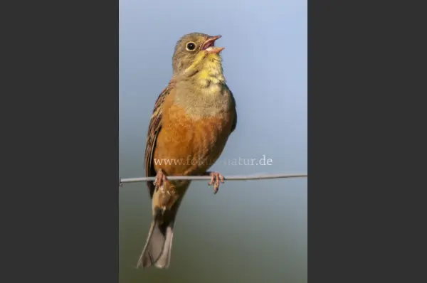 Fokus-Natur Bild