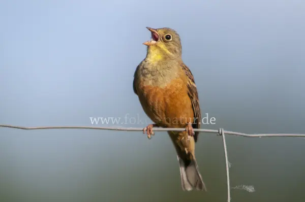 Fokus-Natur Bild