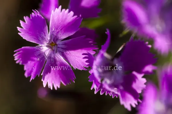 Fokus-Natur Bild