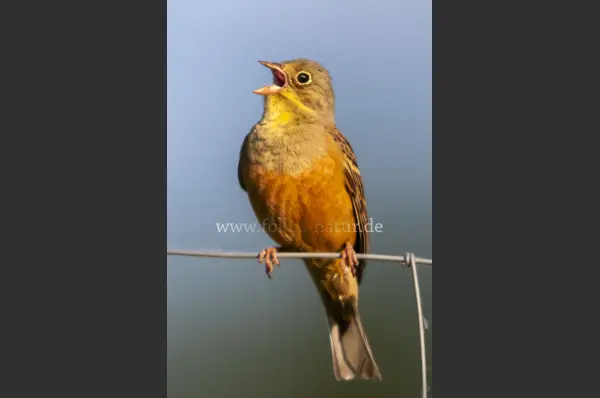 Fokus-Natur Bild