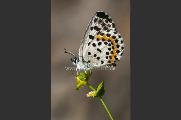 Fokus-Natur Bild