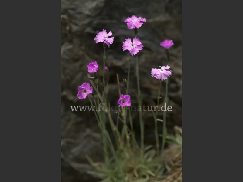 19285