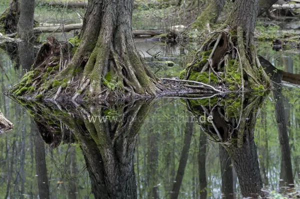 Fokus-Natur Bild