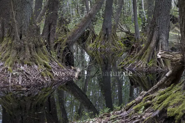 Fokus-Natur Bild