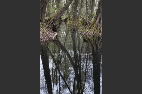 Fokus-Natur Bild