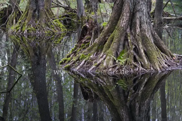 Fokus-Natur Bild