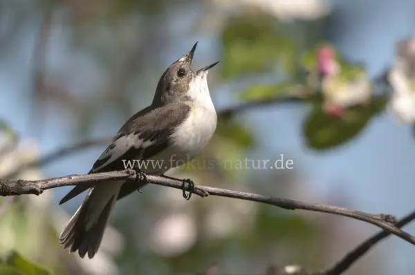 Fokus-Natur Bild