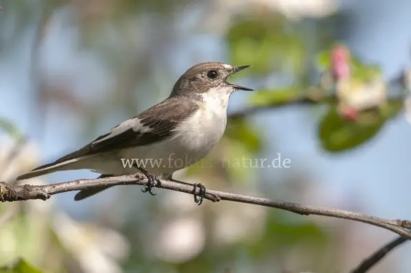 Fokus-Natur Bild