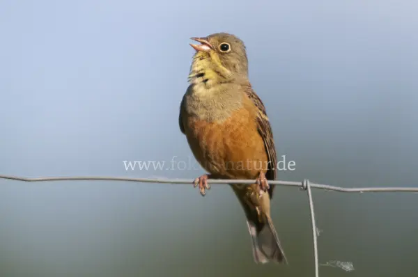 Fokus-Natur Bild
