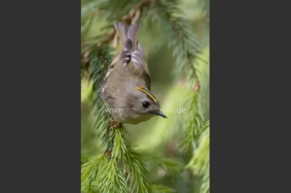 Fokus-Natur Bild