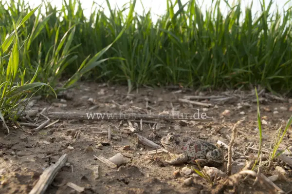 Fokus-Natur Bild