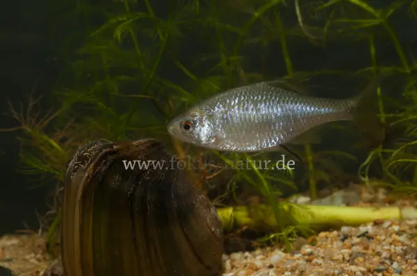 Fokus-Natur Bild