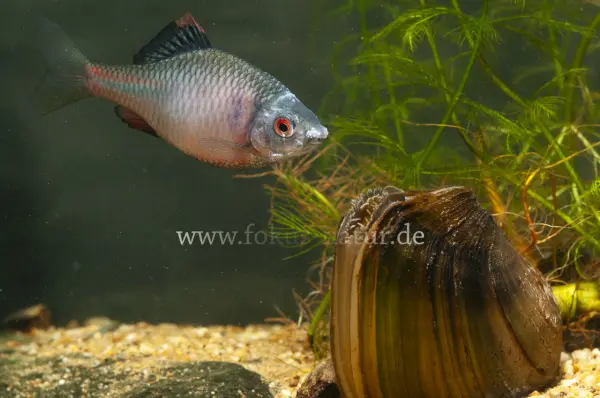 Fokus-Natur Bild
