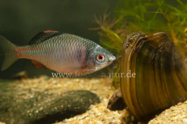 Fokus-Natur Bild