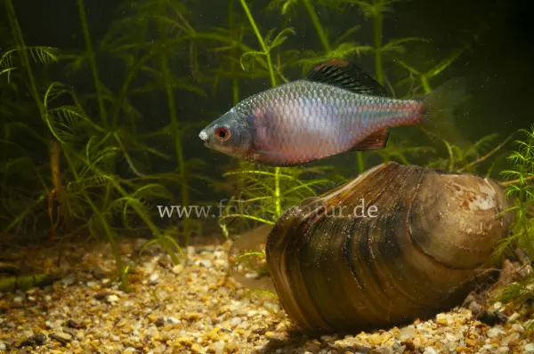Fokus-Natur Bild