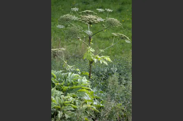 Fokus-Natur Bild