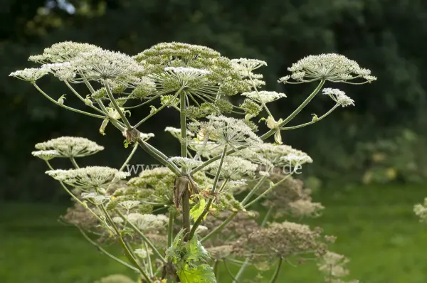 Fokus-Natur Bild