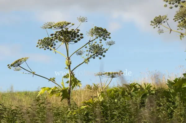 Fokus-Natur Bild