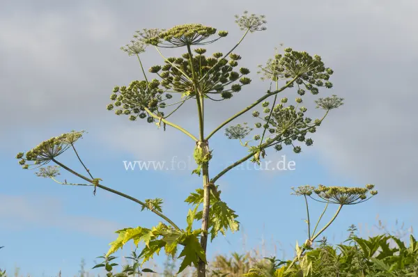 Fokus-Natur Bild