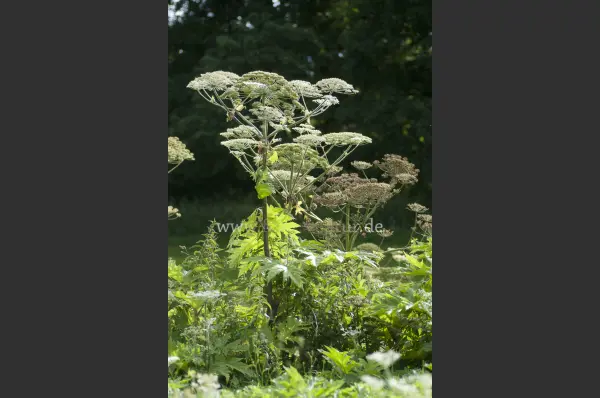 Fokus-Natur Bild