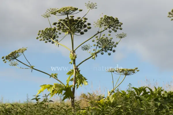 Fokus-Natur Bild