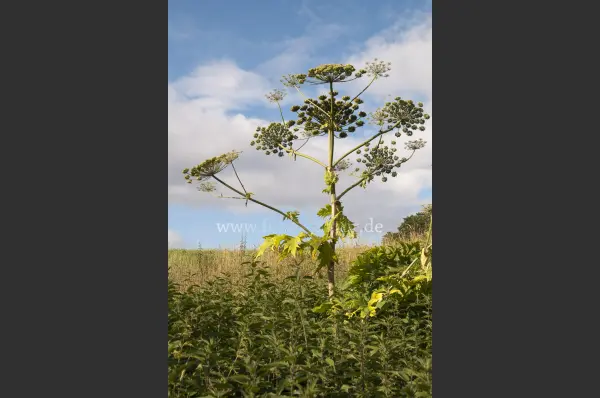Fokus-Natur Bild