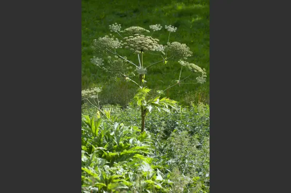 Fokus-Natur Bild