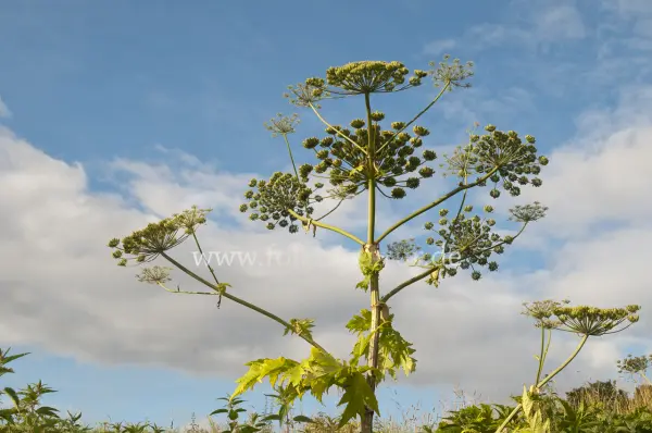 Fokus-Natur Bild
