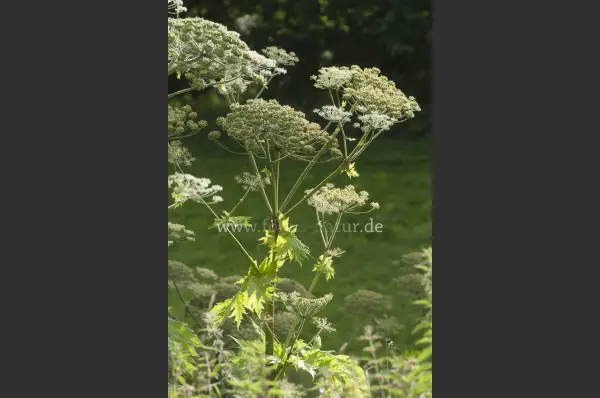 Fokus-Natur Bild