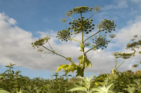 Fokus-Natur Bild