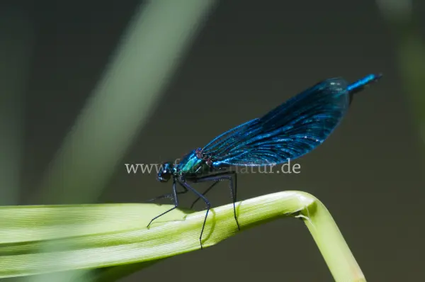 Fokus-Natur Bild