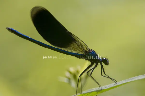 Fokus-Natur Bild
