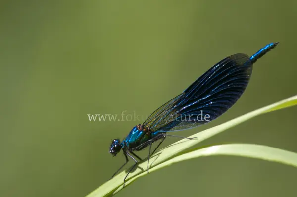 Fokus-Natur Bild