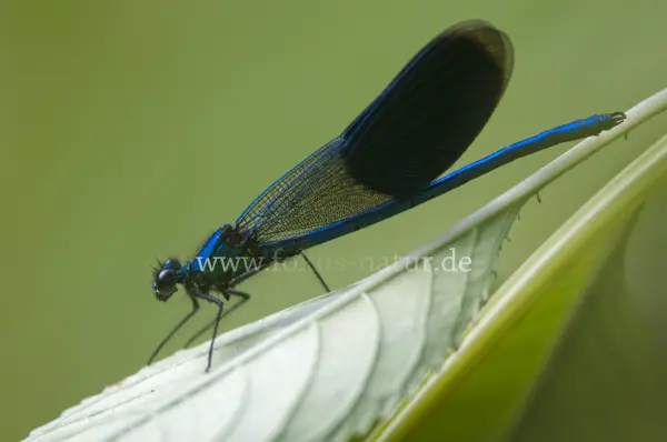Fokus-Natur Bild