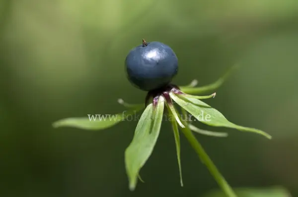 Fokus-Natur Bild