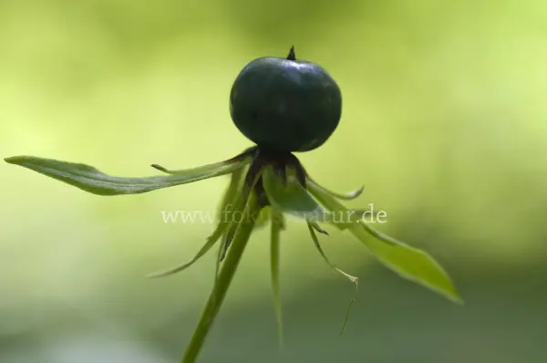 Fokus-Natur Bild