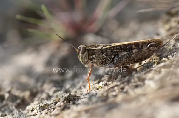 Fokus-Natur Bild
