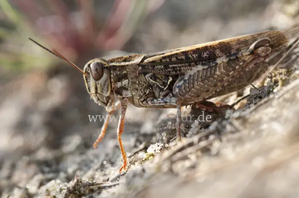 Fokus-Natur Bild
