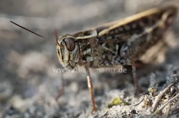 Fokus-Natur Bild