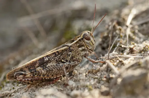Fokus-Natur Bild
