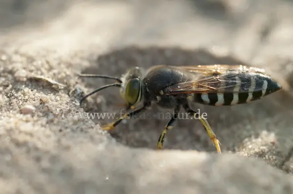 Fokus-Natur Bild