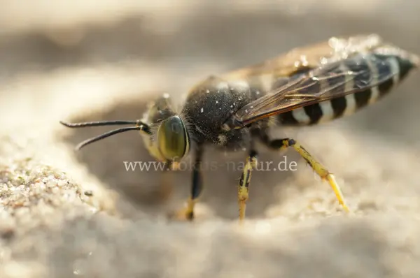 Fokus-Natur Bild