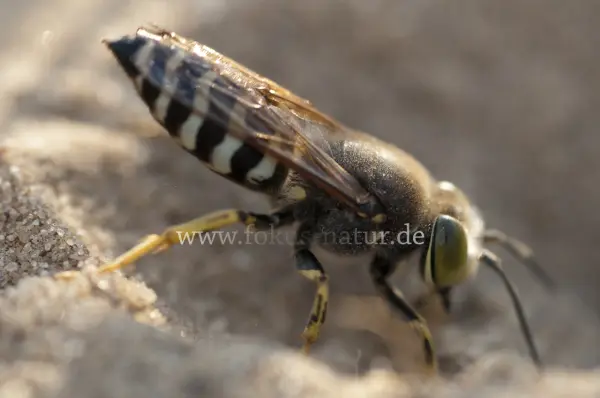 Fokus-Natur Bild