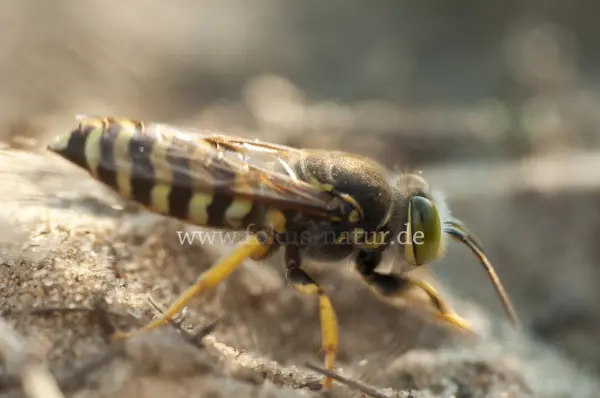 Fokus-Natur Bild