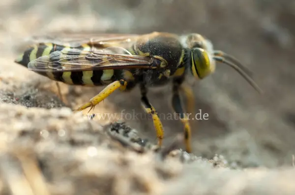 Fokus-Natur Bild
