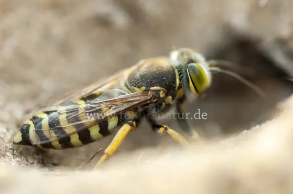 Fokus-Natur Bild